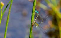 Pechlibellen-0366