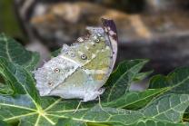 Perlmuttfalter-J24-4868