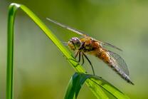 Vierfleck-Libelle-J19-6833