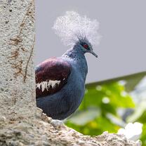 Blaubrust-Krontaube-J25-5413