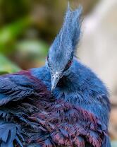 Blaubrust-Krontaube-J25-5598