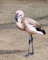 Flamingo-Jungvogel-J25-7792
