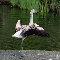 Flamingo-Jungvogel-J25-7825