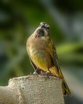 Grüntangare-Grünkardinal-J25-5302