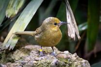 Montserrat-Trupial-J25-5084