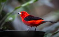 Purputangare-J25-5424