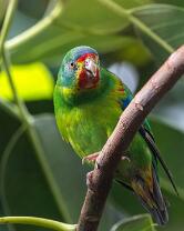 Schwalbensittich-J25-8216