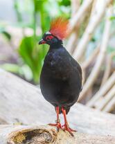 Strausswachtel-J25-6537