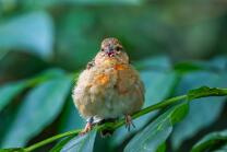 Weber Jungvogel-J25-0322