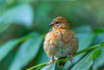 Weber-Jungvogel-J25-0320