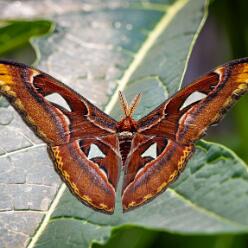SCHMETTERLINGE-LIBELLEN
